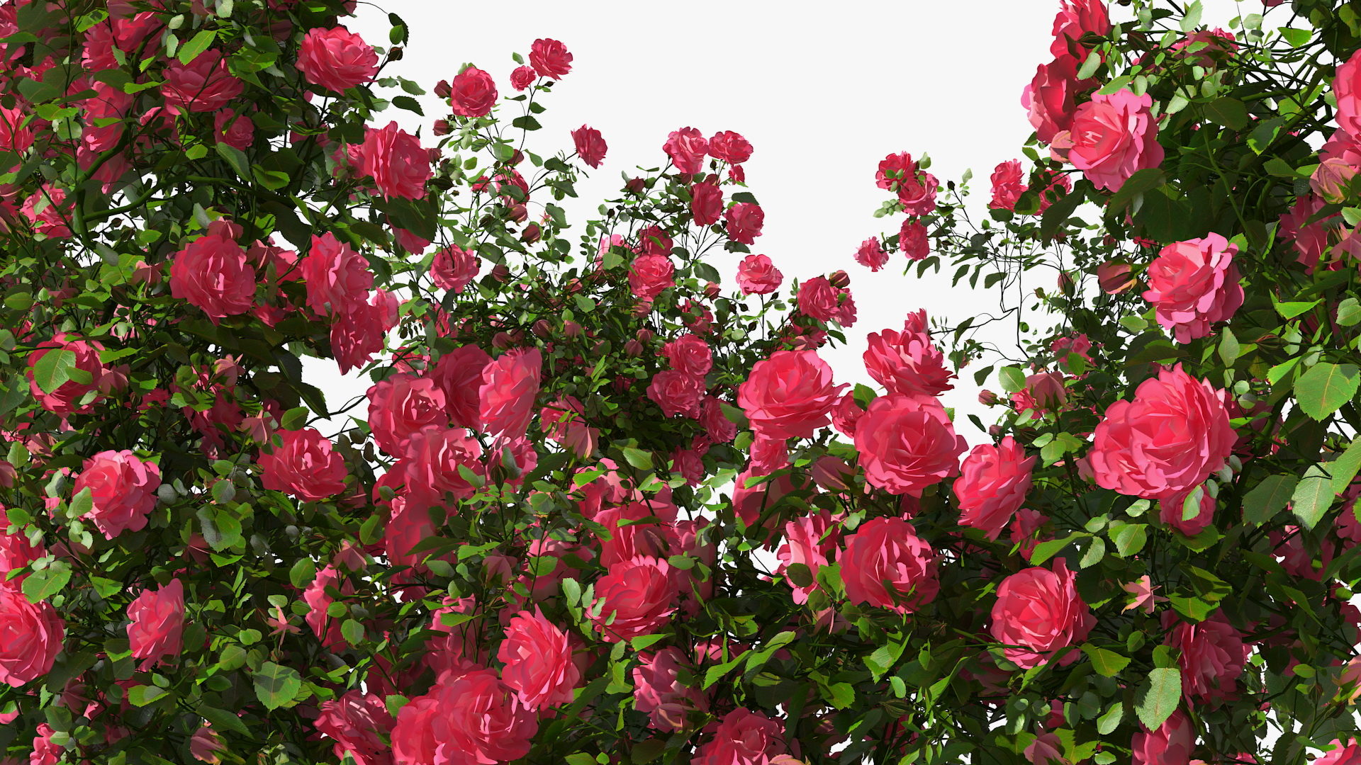 Pink Rose Bush 3D model