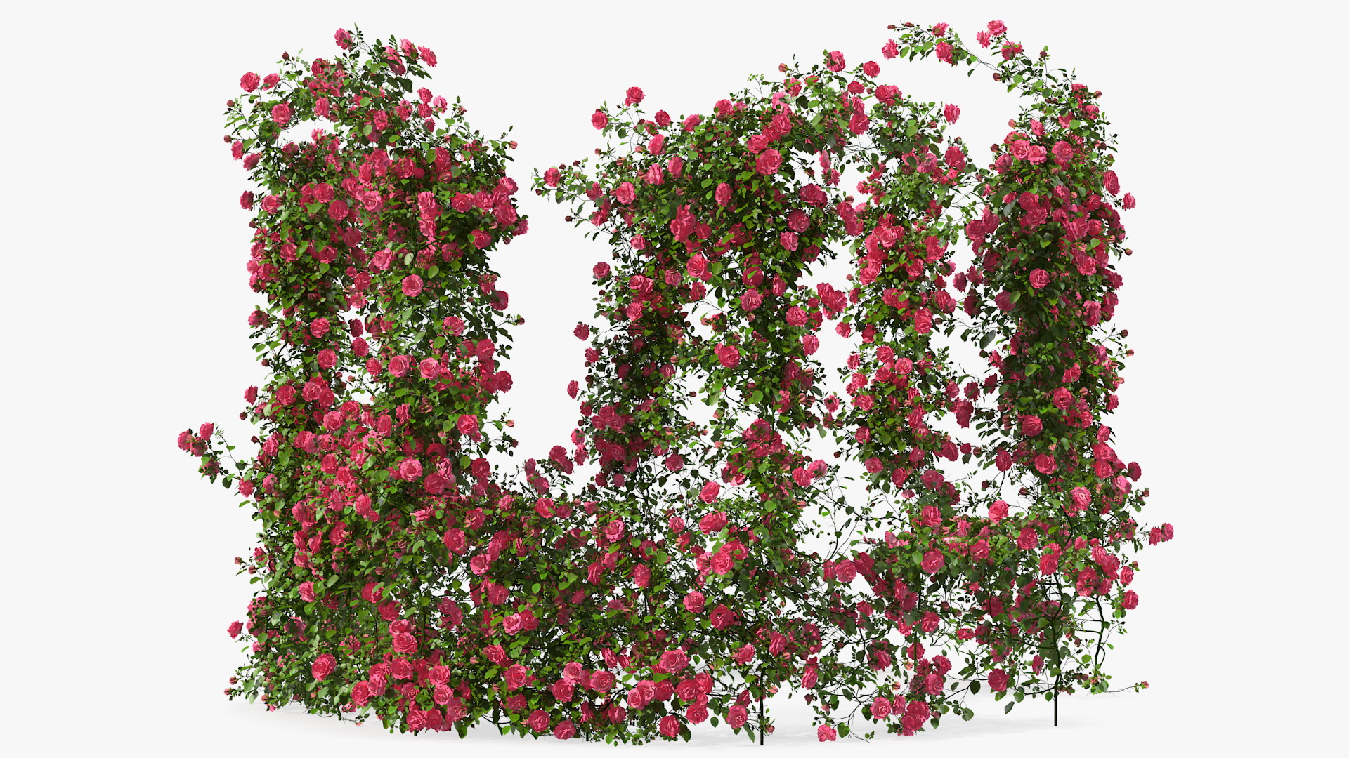Pink Rose Bush 3D model