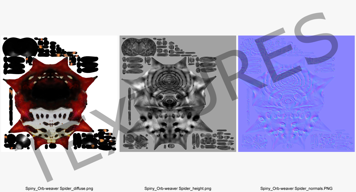 3D model Spiny Orb Weaver Spider Rigged