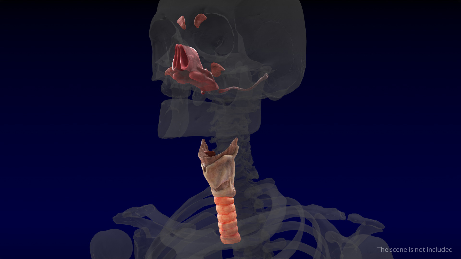Human Head Respiratory System 3D model
