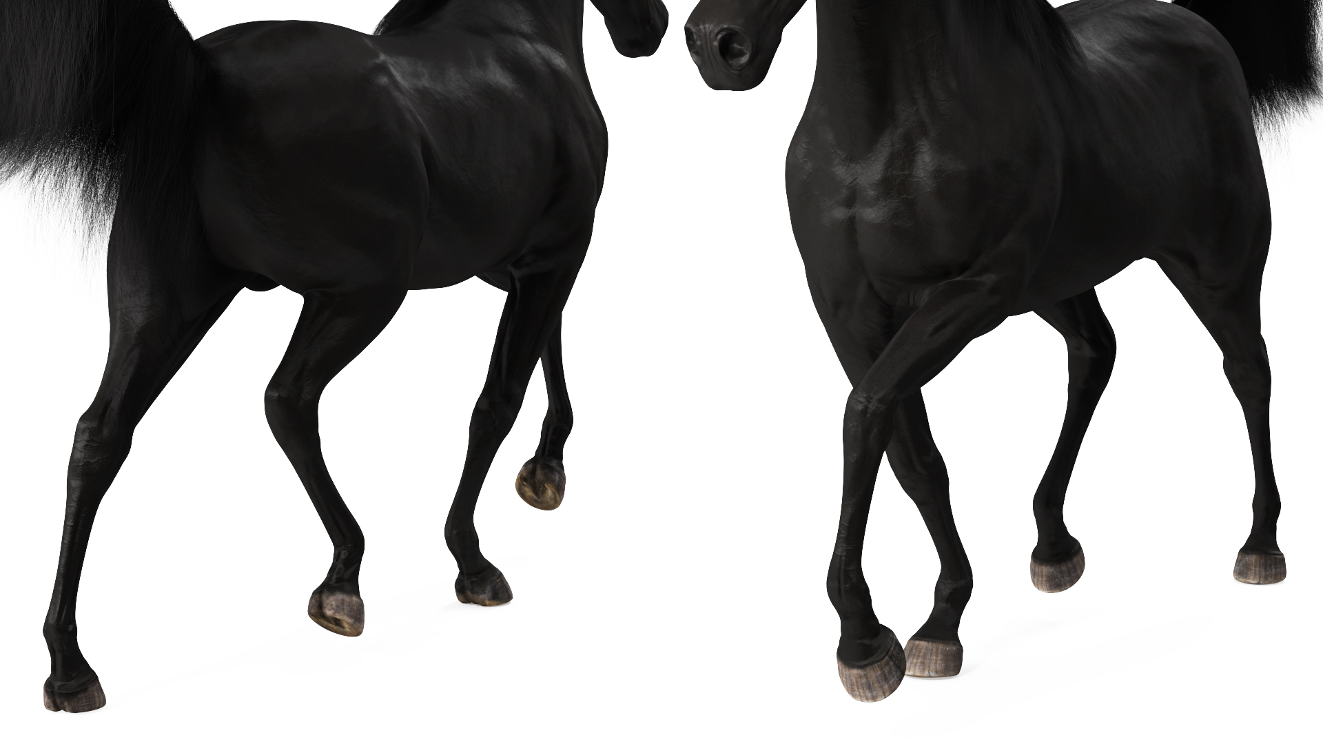 3D Walking Arabian Horse Black Fur