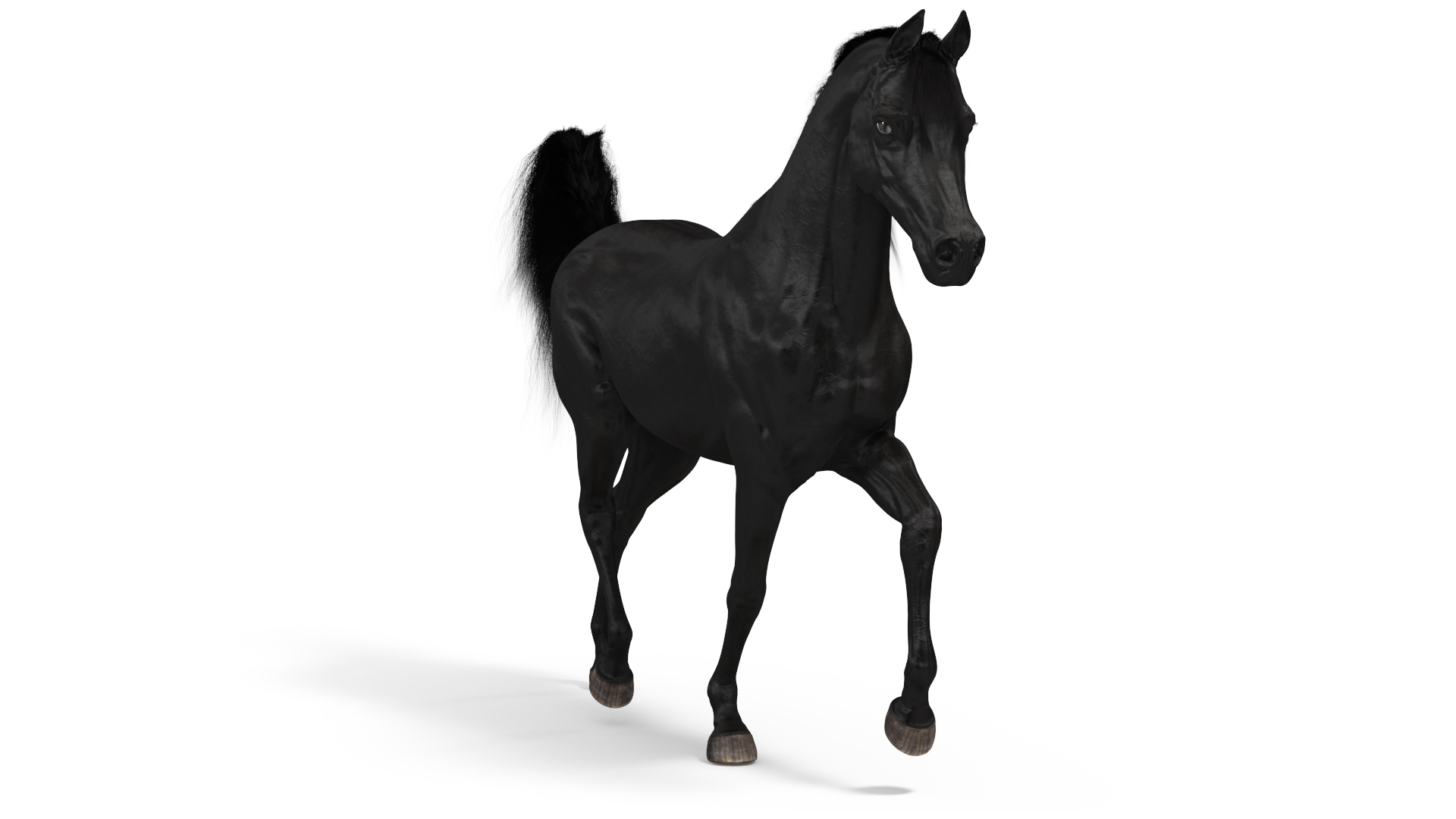 3D Walking Arabian Horse Black Fur