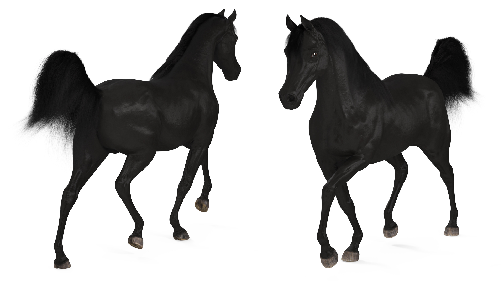 3D Walking Arabian Horse Black Fur