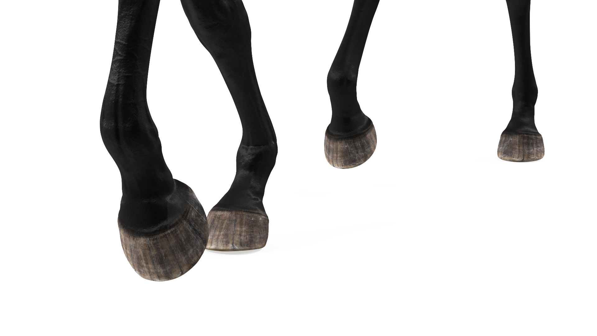 3D Walking Arabian Horse Black Fur