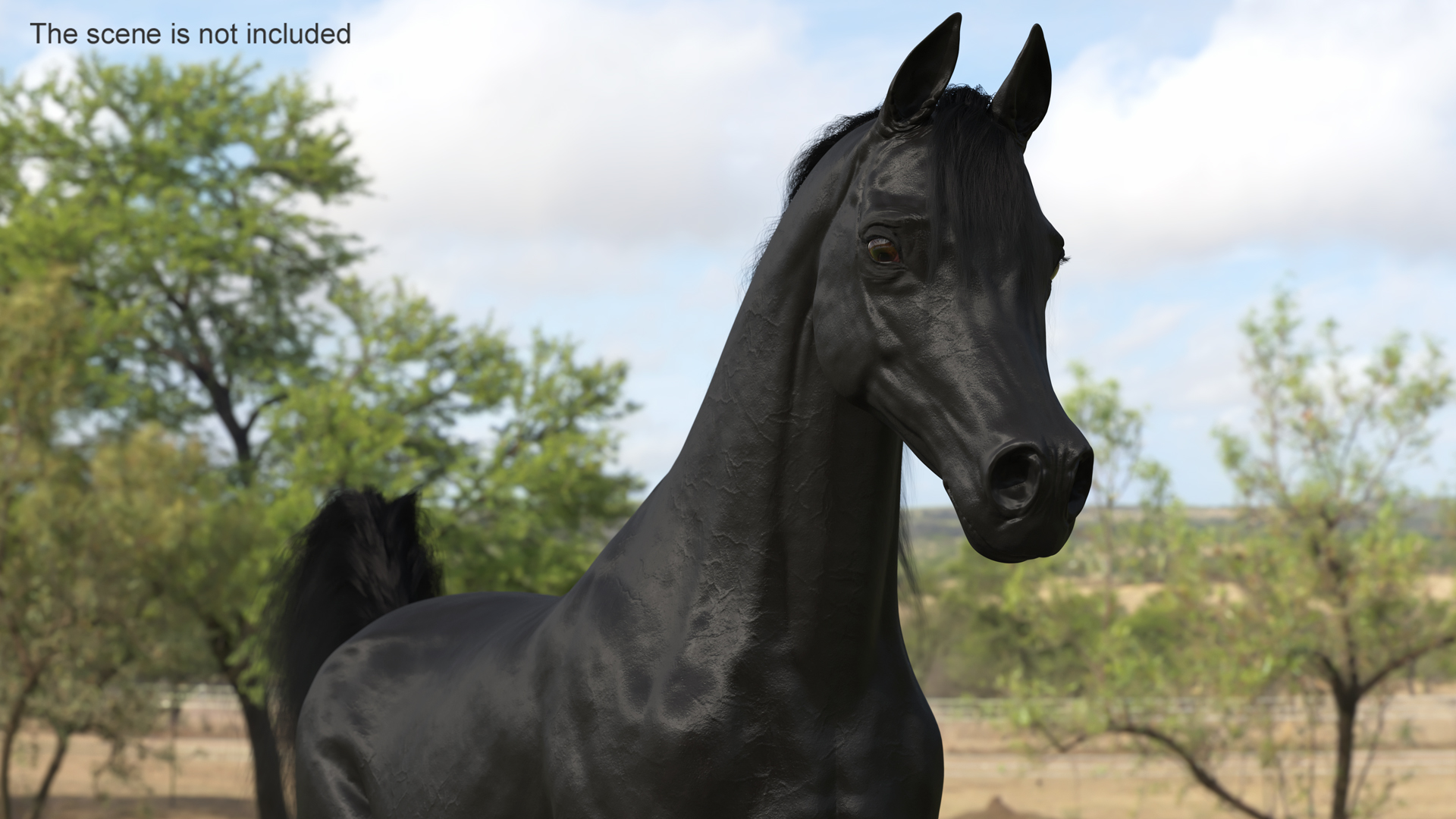 3D Walking Arabian Horse Black Fur