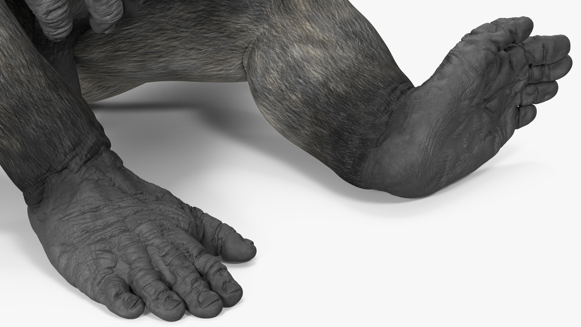 3D Western Gorilla Rigged for Maya