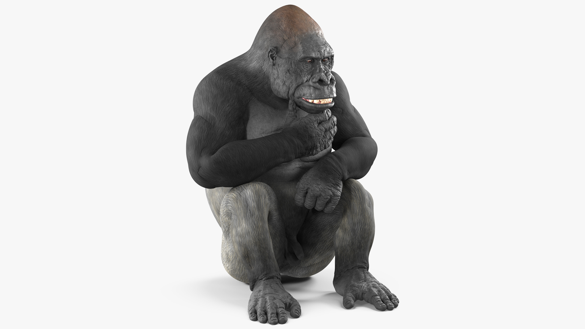 3D Western Gorilla Rigged for Maya