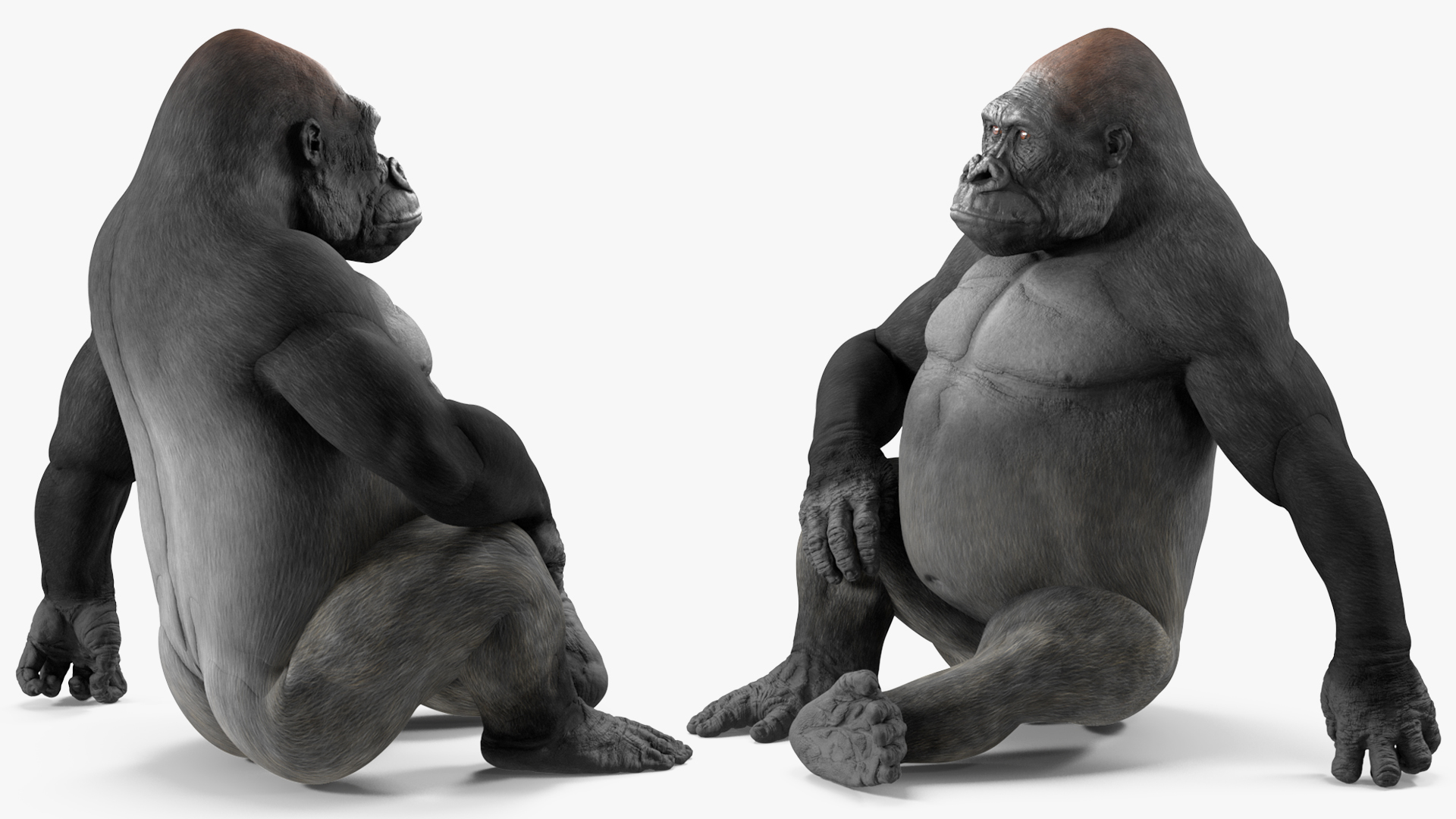 3D Western Gorilla Rigged for Maya