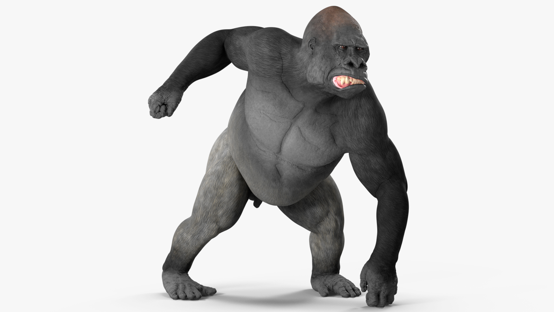 3D Western Gorilla Rigged for Maya