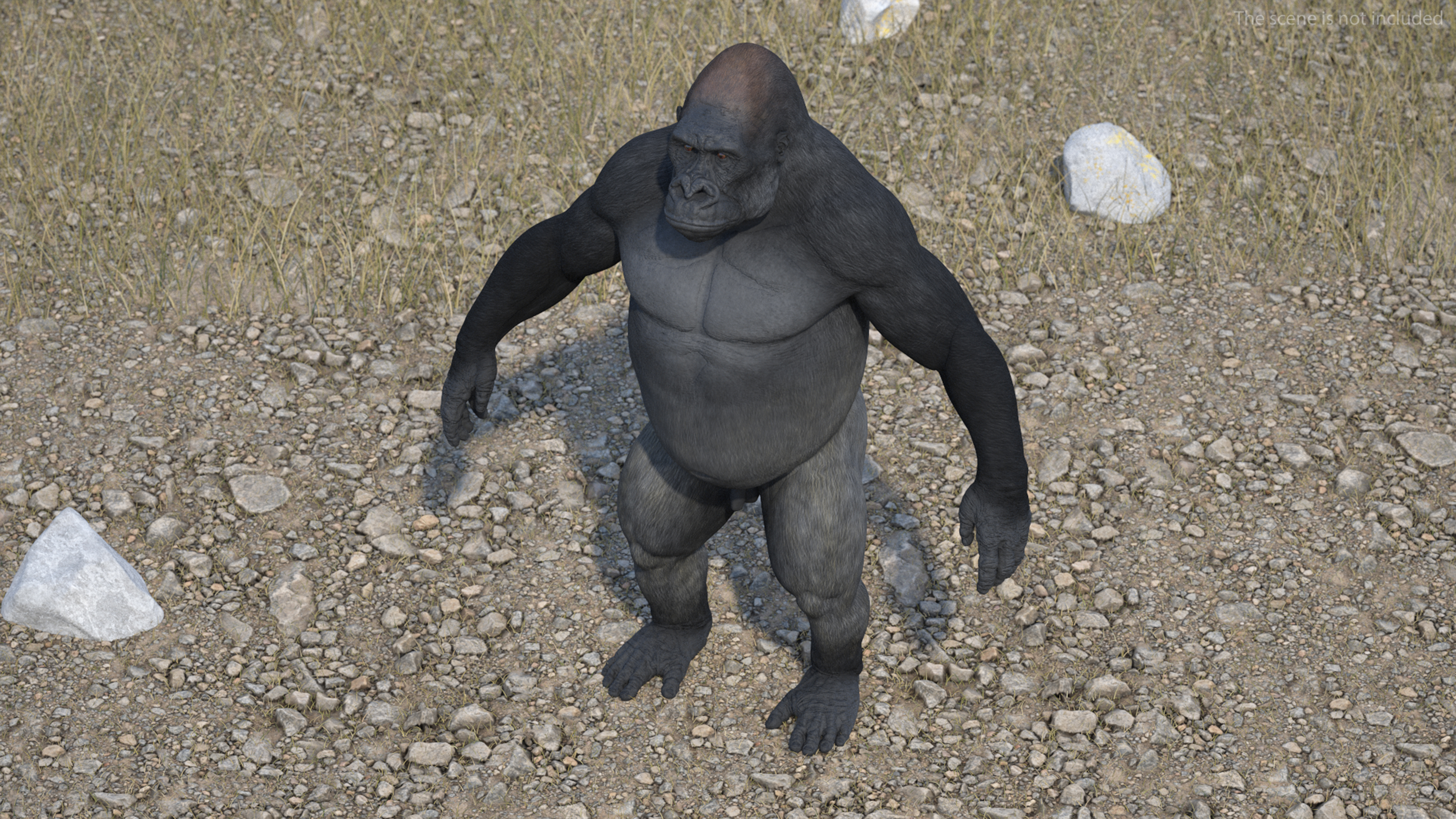 3D Western Gorilla Rigged for Maya