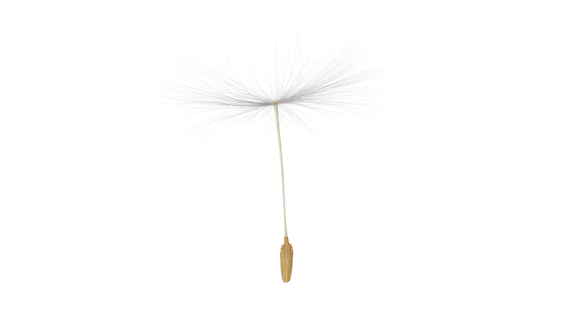 Dandelion Seed 3D model