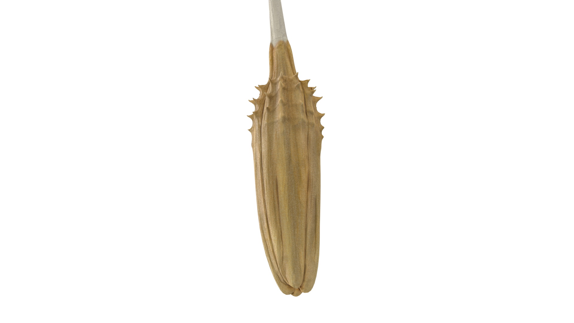Dandelion Seed 3D model