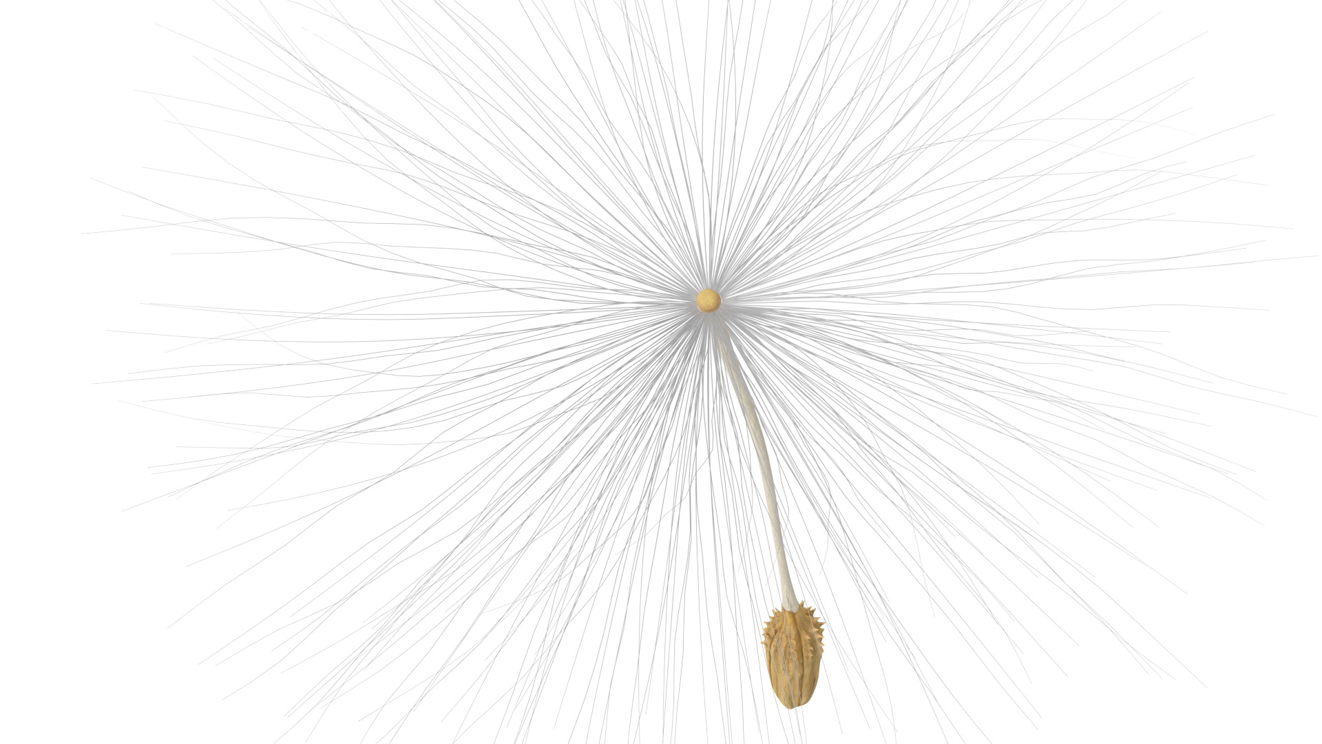 Dandelion Seed 3D model