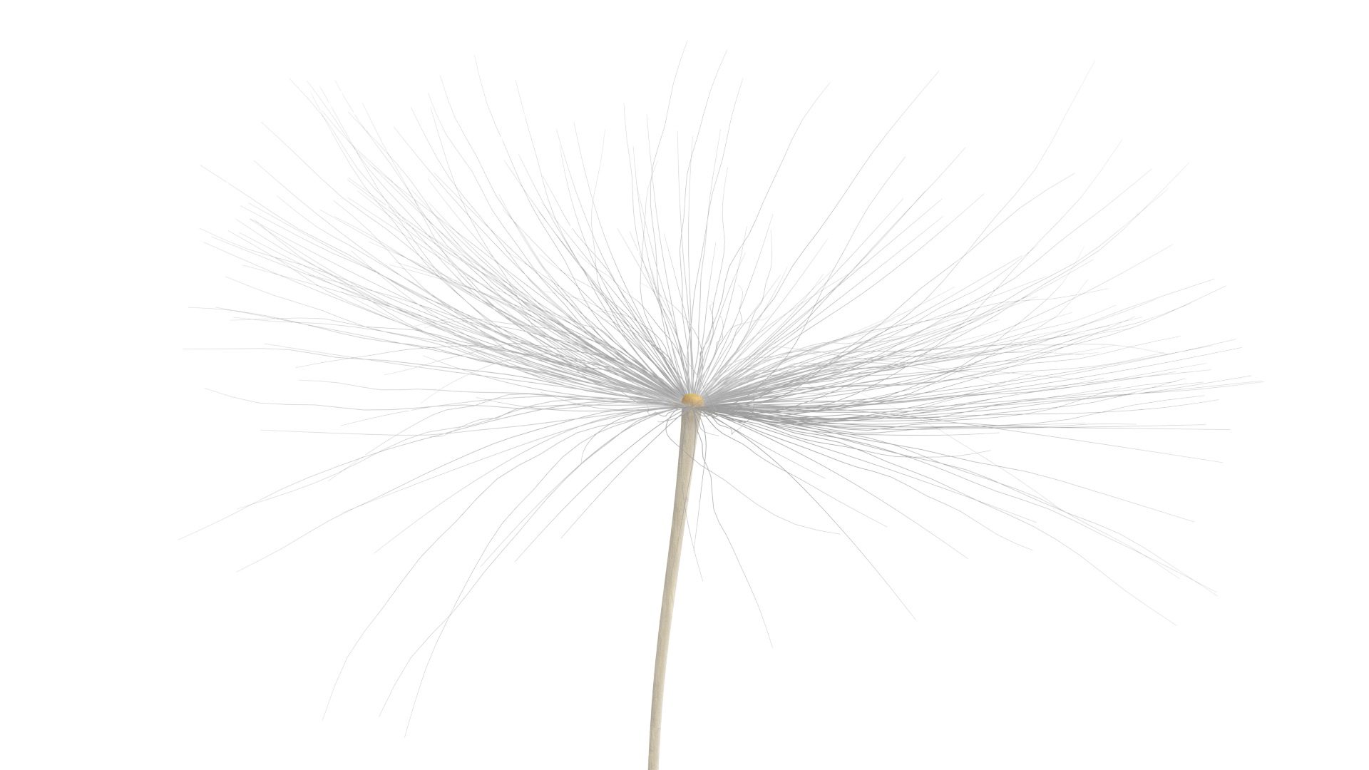Dandelion Seed 3D model