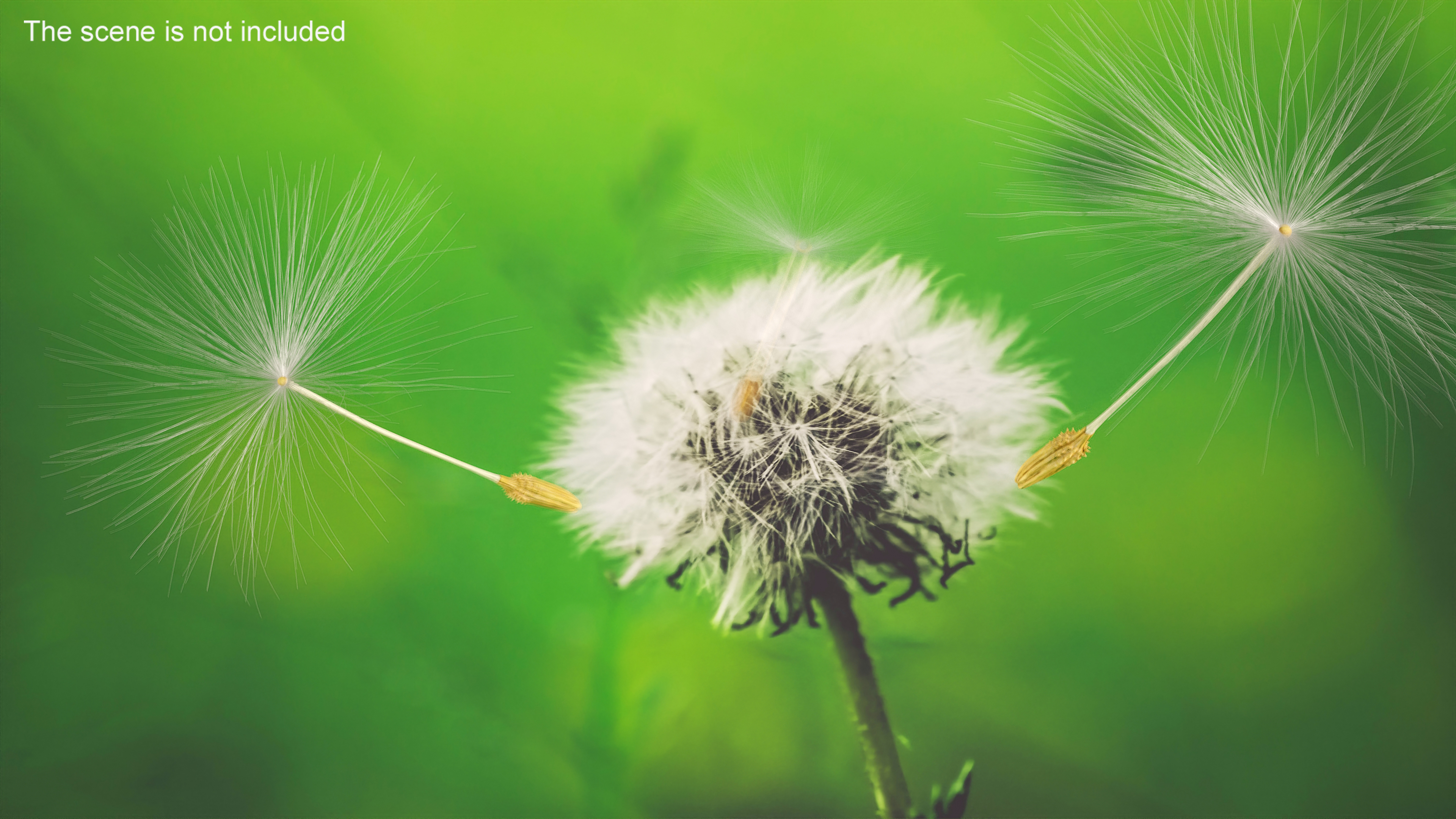 Dandelion Seed 3D model