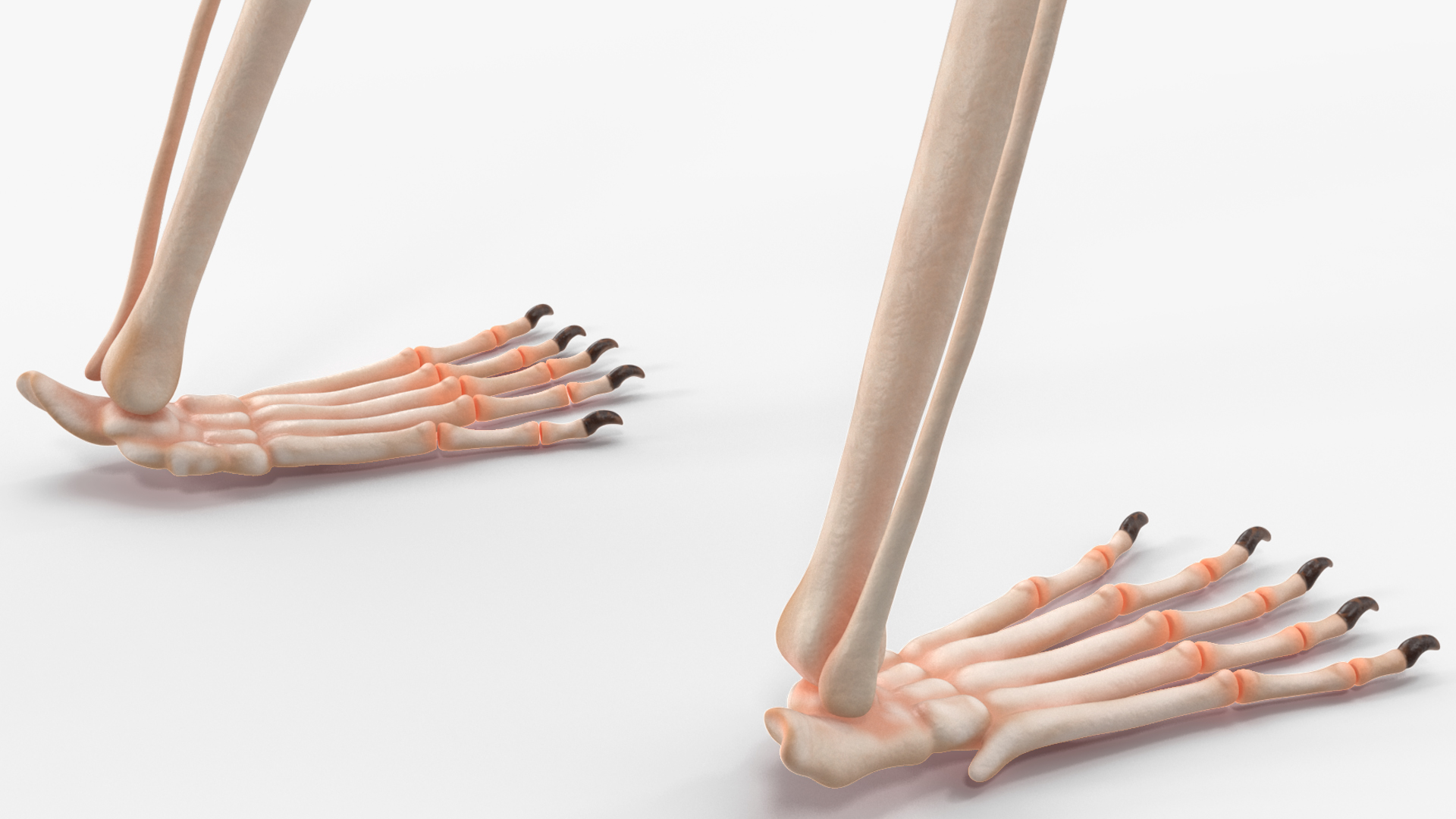 Pigmy Marmoset Skeleton Standing 3D