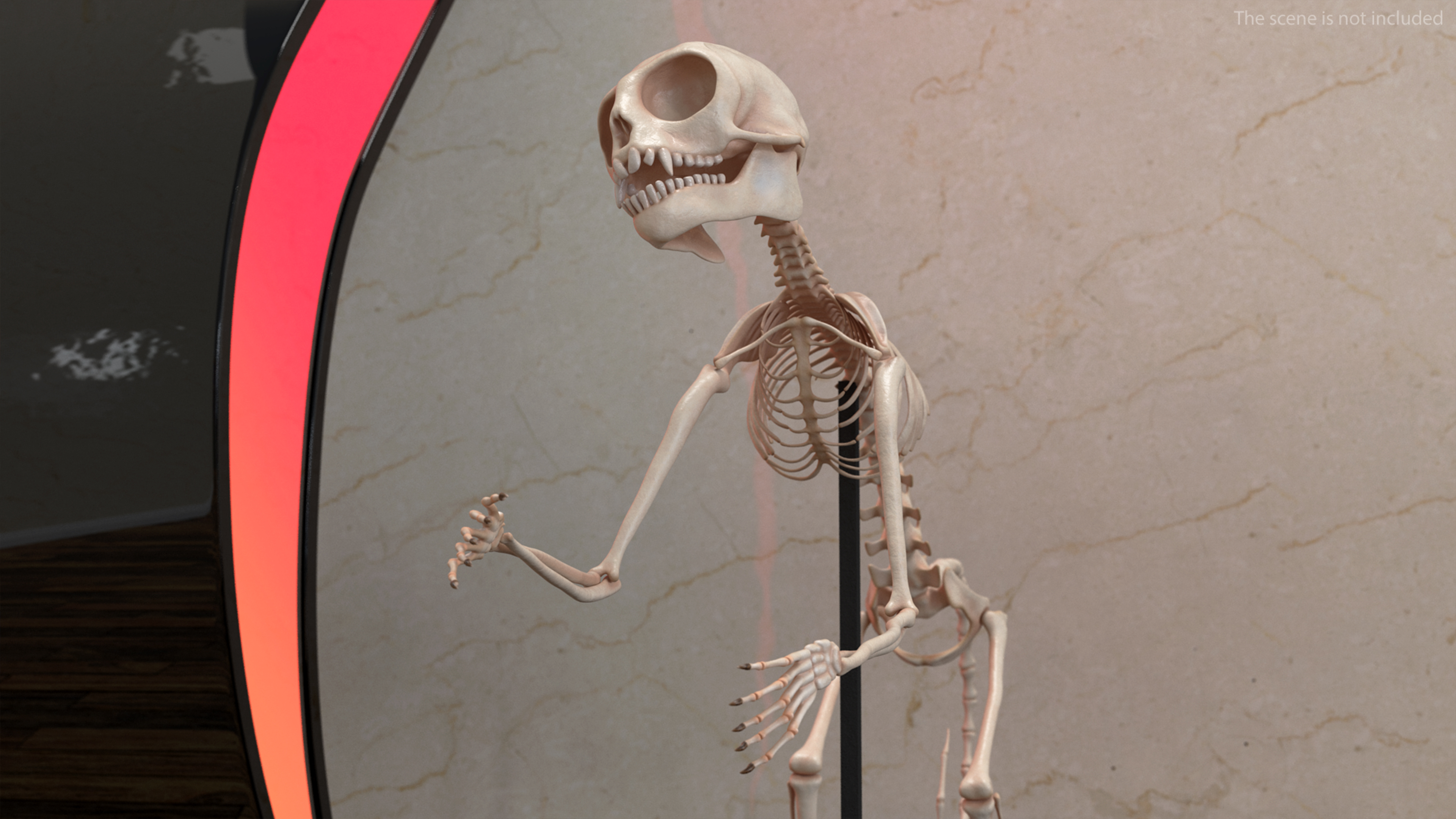 Pigmy Marmoset Skeleton Standing 3D
