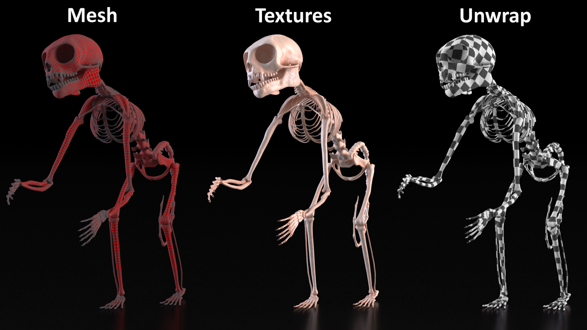 Pigmy Marmoset Skeleton Standing 3D