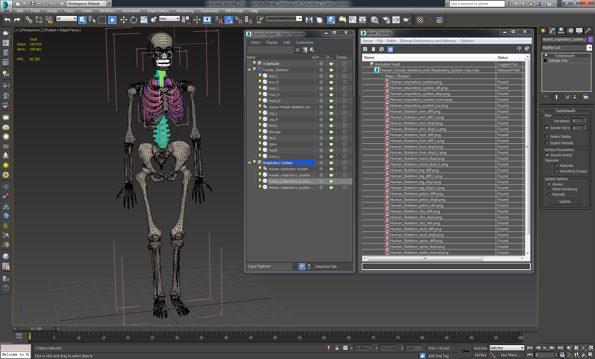 3D model Human Female Skeleton with Respiratory System