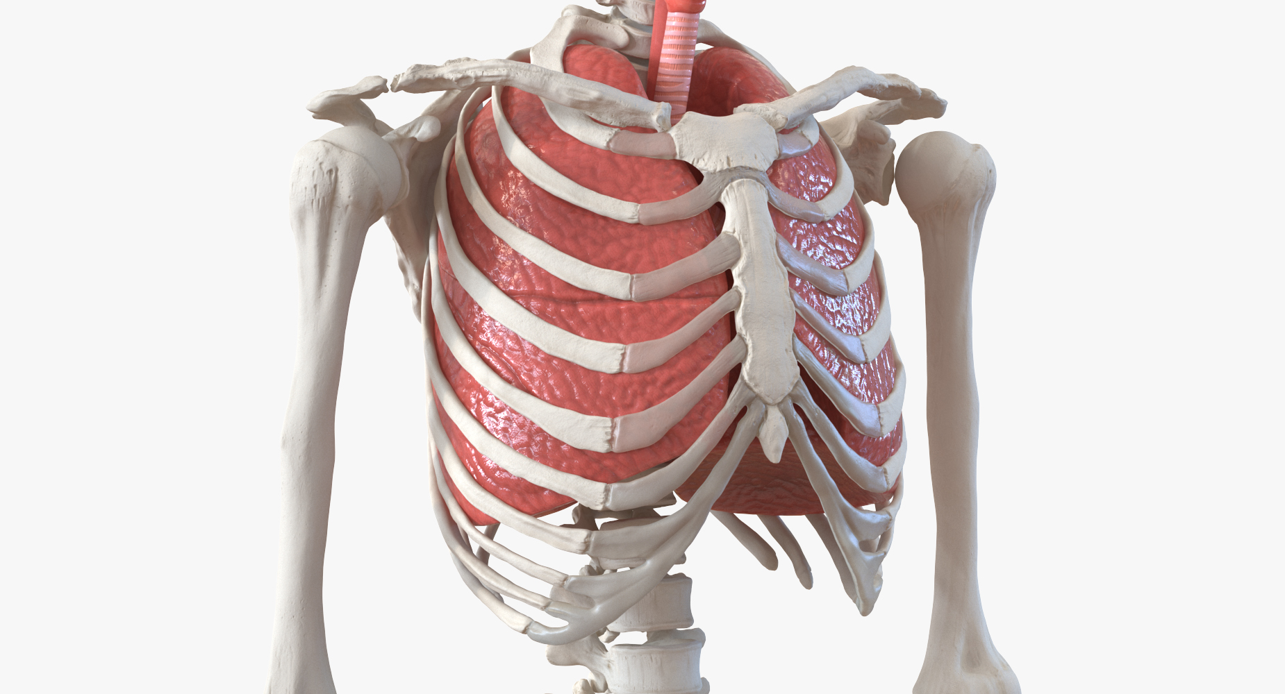 3D model Human Female Skeleton with Respiratory System