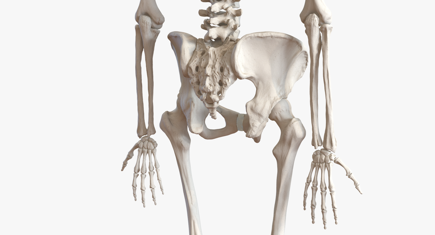 3D model Human Female Skeleton with Respiratory System
