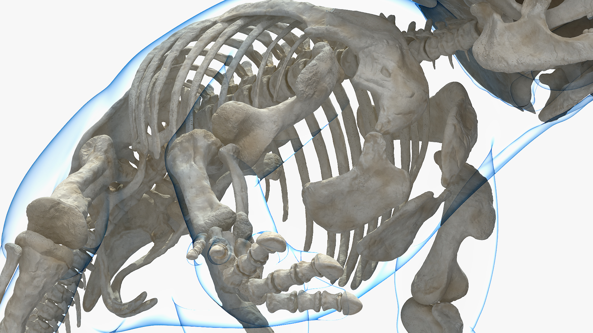 3D Triceratops Skeleton Standing Pose with Transparent Skin