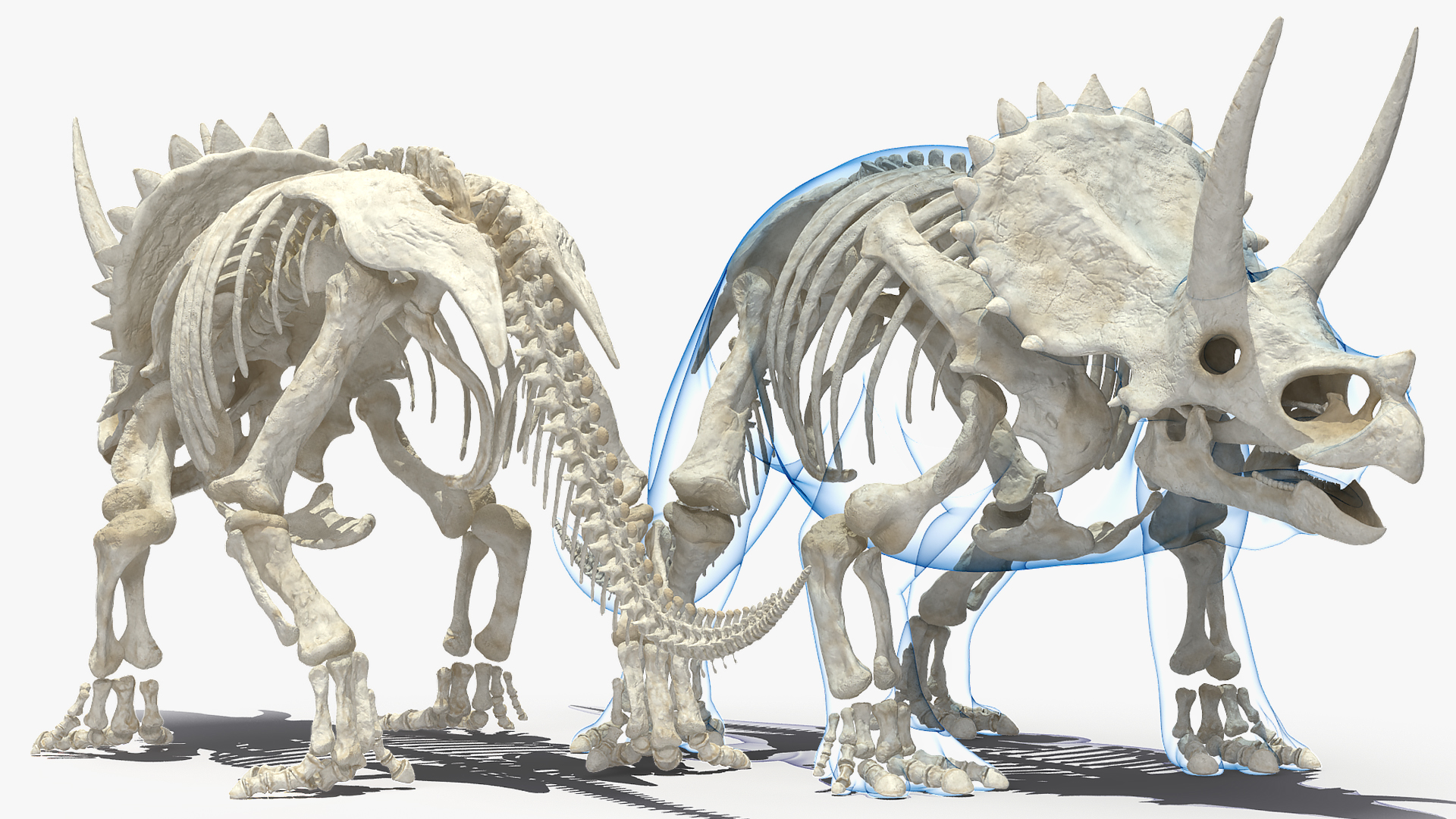3D Triceratops Skeleton Standing Pose with Transparent Skin
