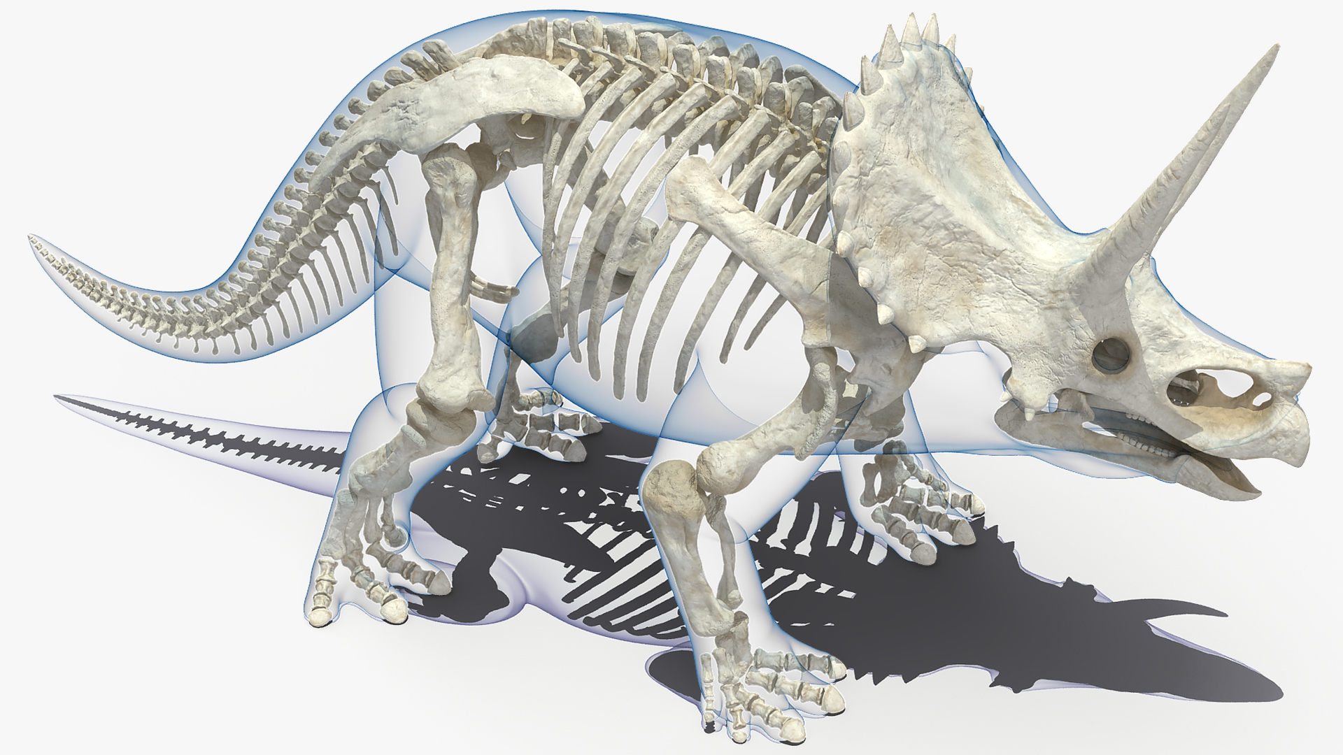 3D Triceratops Skeleton Standing Pose with Transparent Skin