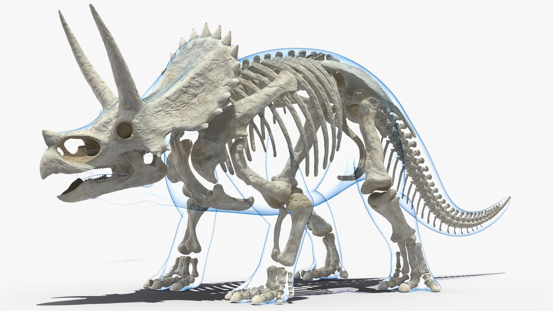 3D Triceratops Skeleton Standing Pose with Transparent Skin