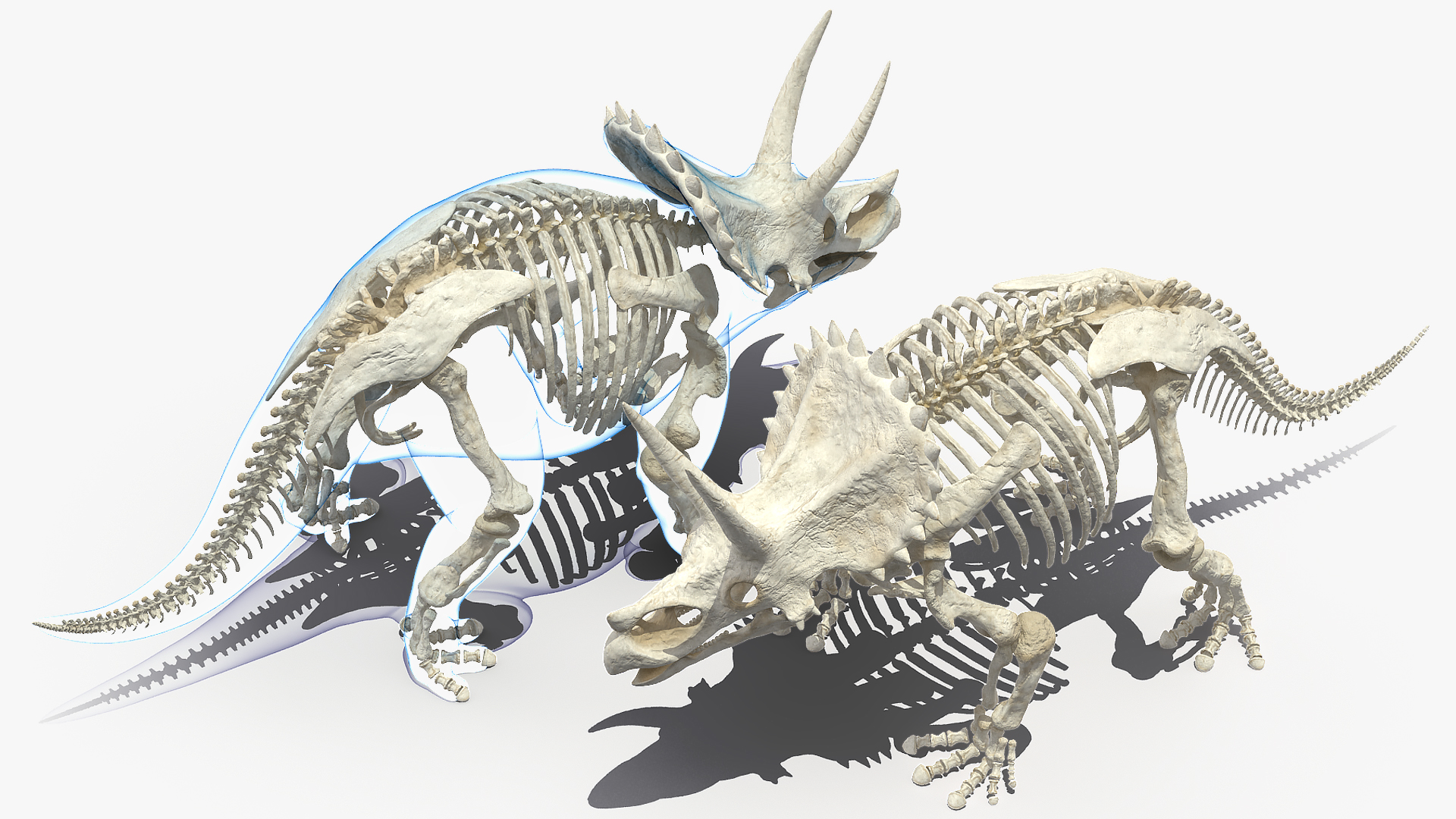 3D Triceratops Skeleton Standing Pose with Transparent Skin