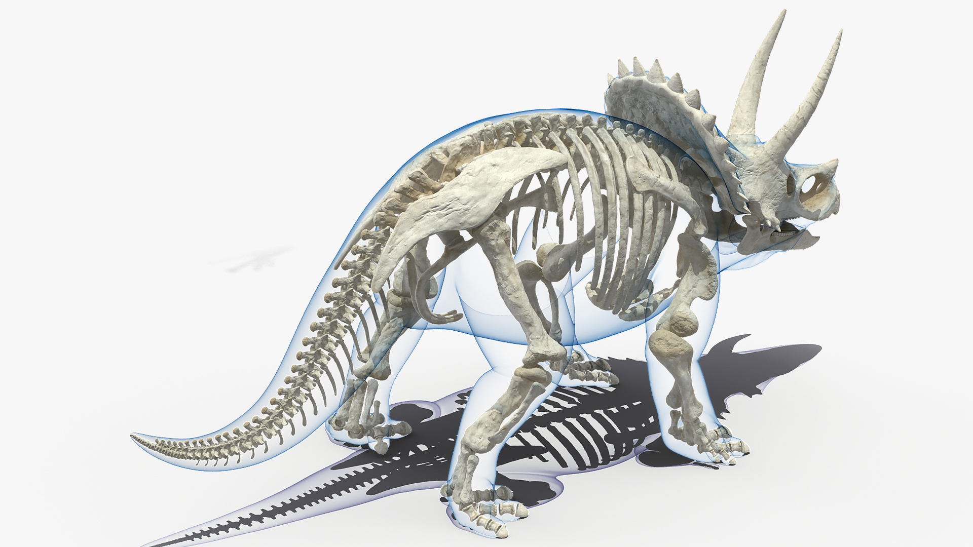 3D Triceratops Skeleton Standing Pose with Transparent Skin