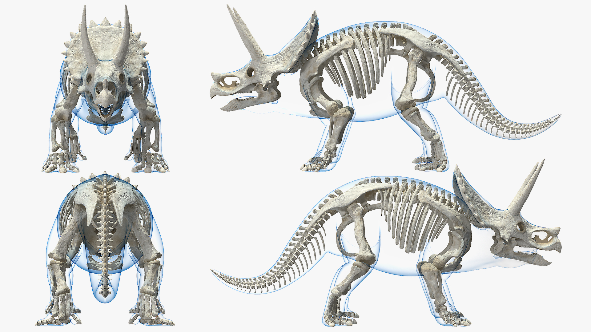 3D Triceratops Skeleton Standing Pose with Transparent Skin