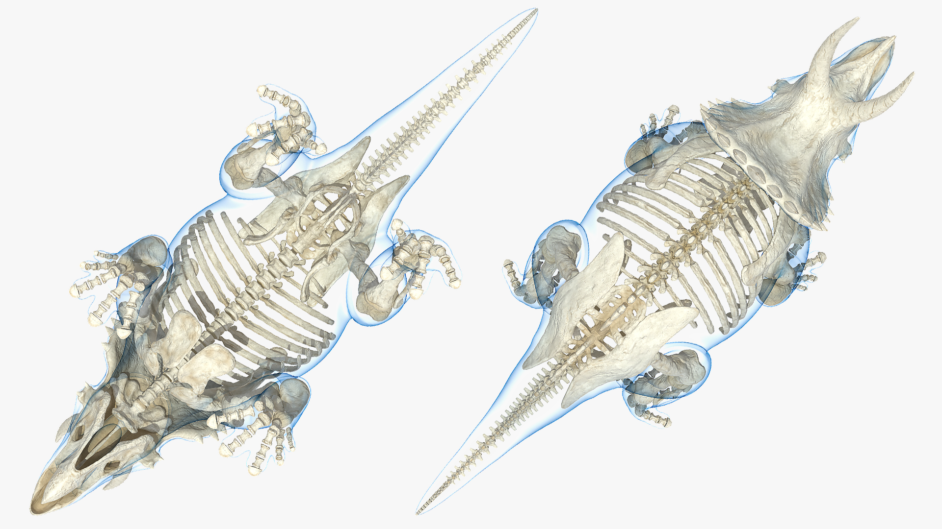 3D Triceratops Skeleton Standing Pose with Transparent Skin