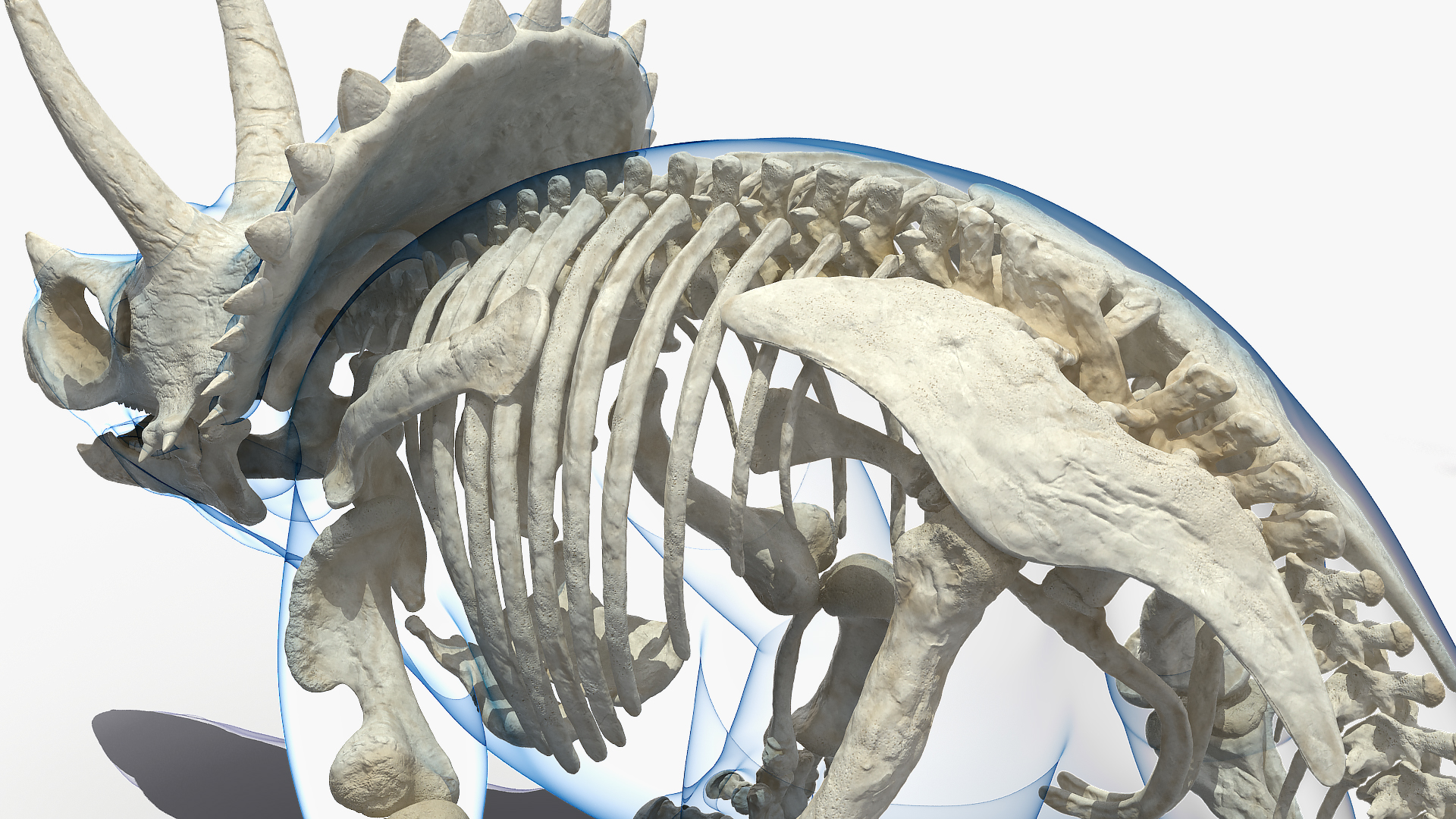 3D Triceratops Skeleton Standing Pose with Transparent Skin