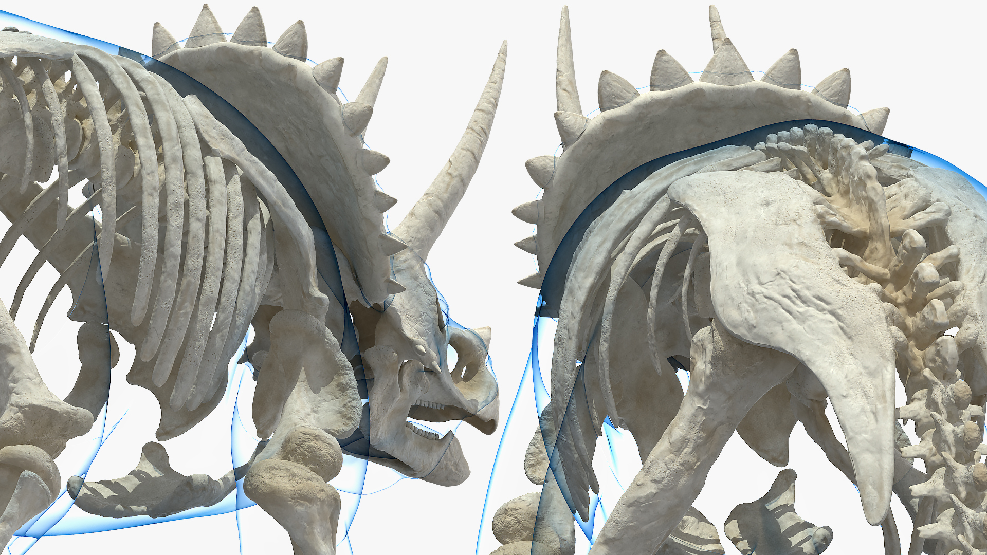 3D Triceratops Skeleton Standing Pose with Transparent Skin