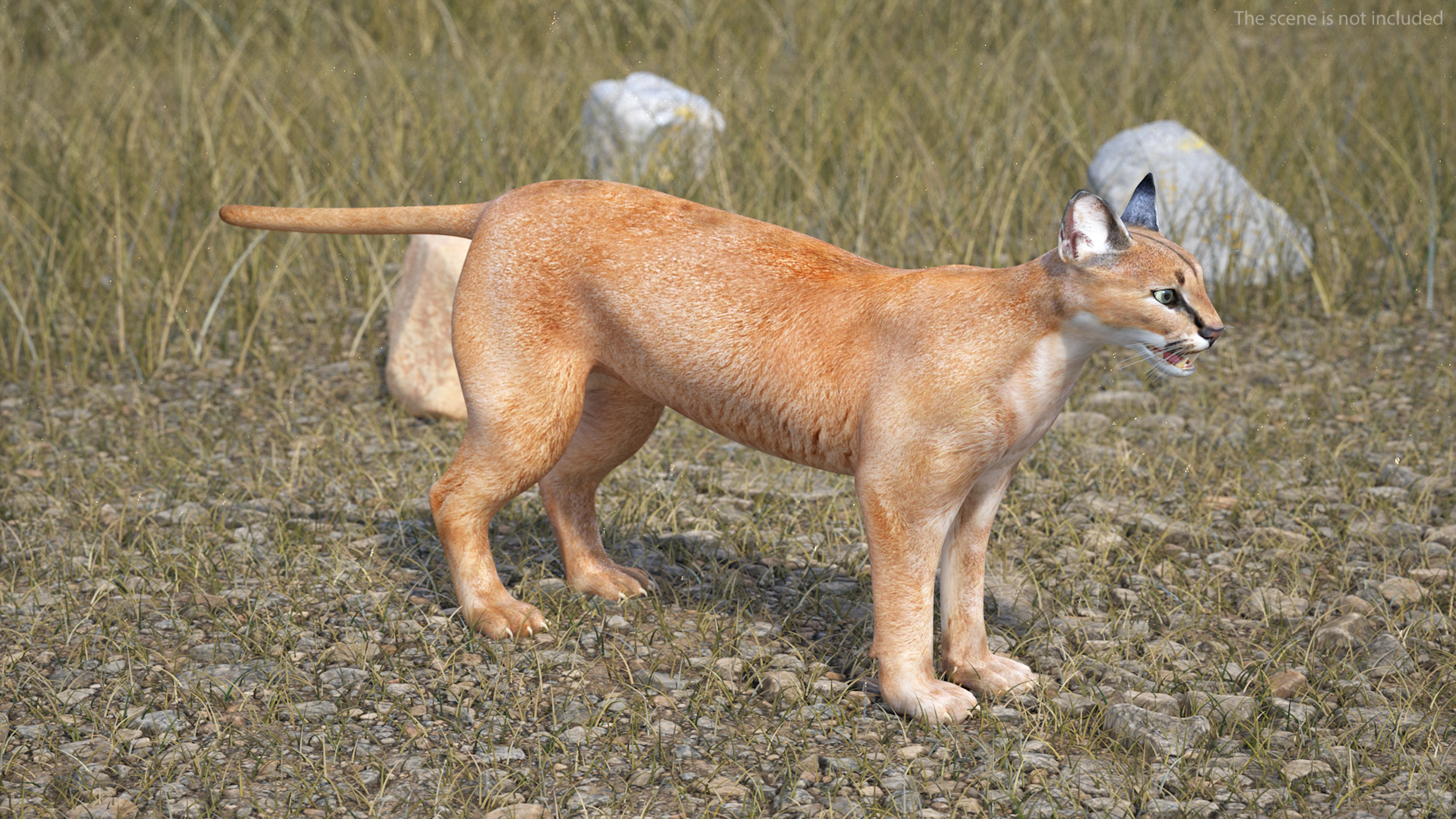 Caracal 3D model