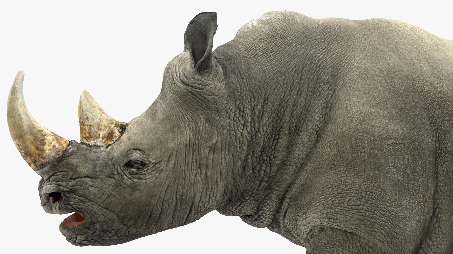 3D Rhino Walking Pose model