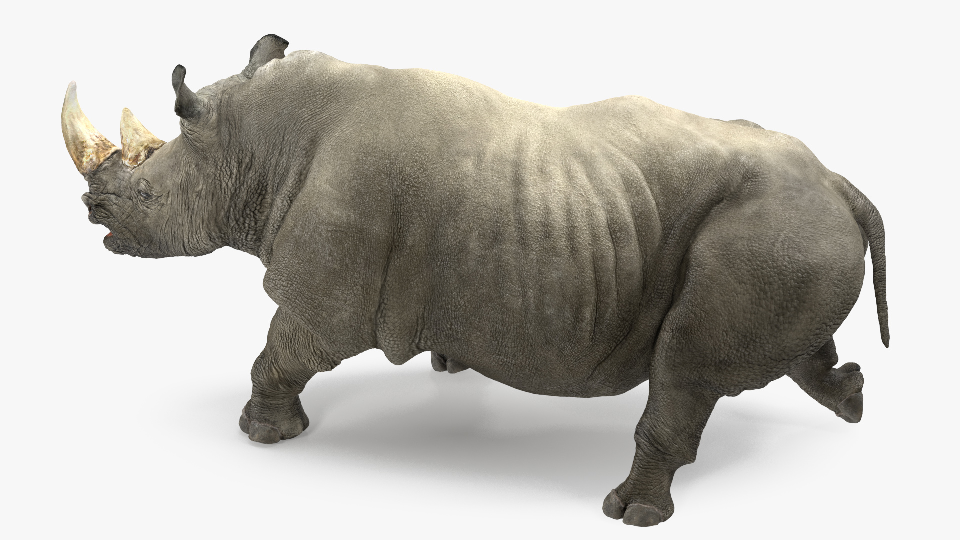 3D Rhino Walking Pose model