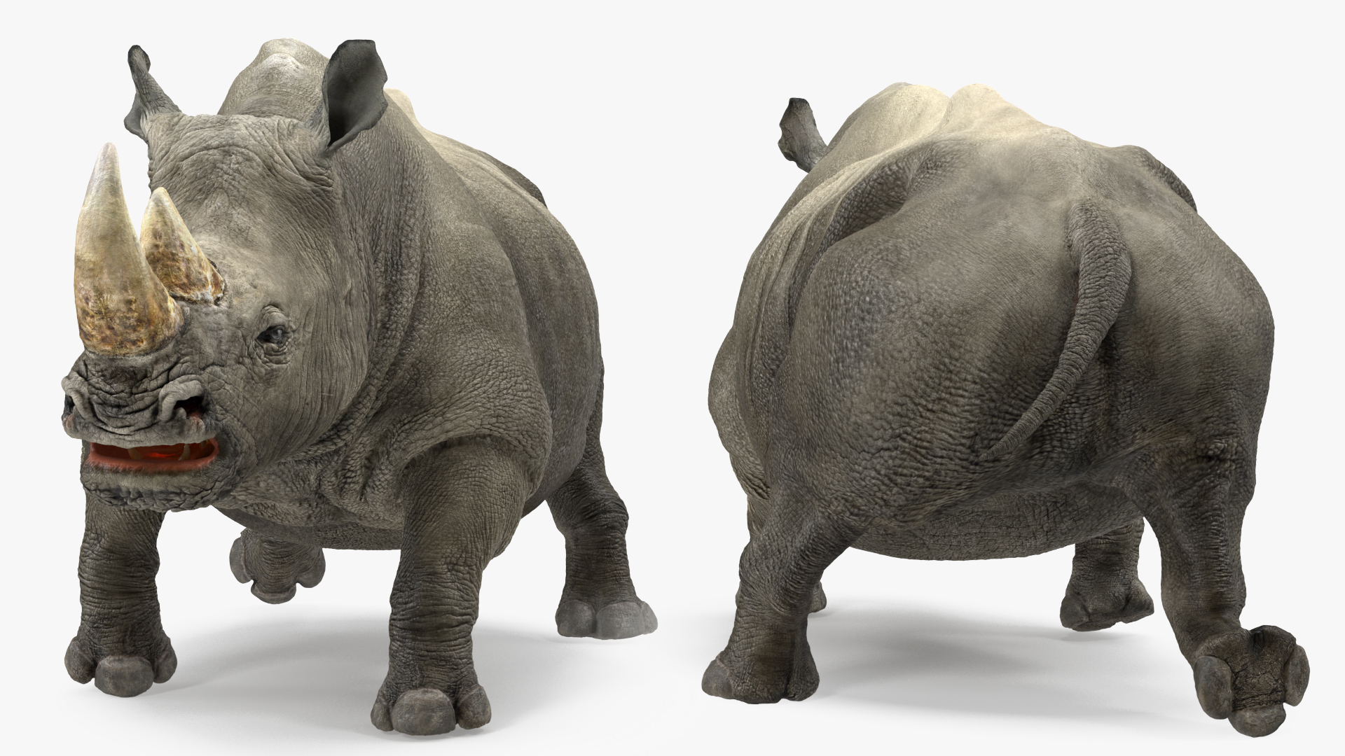 3D Rhino Walking Pose model