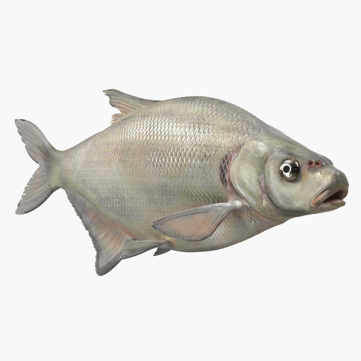 3D Silver Bream Fish Rigged for Cinema 4D model