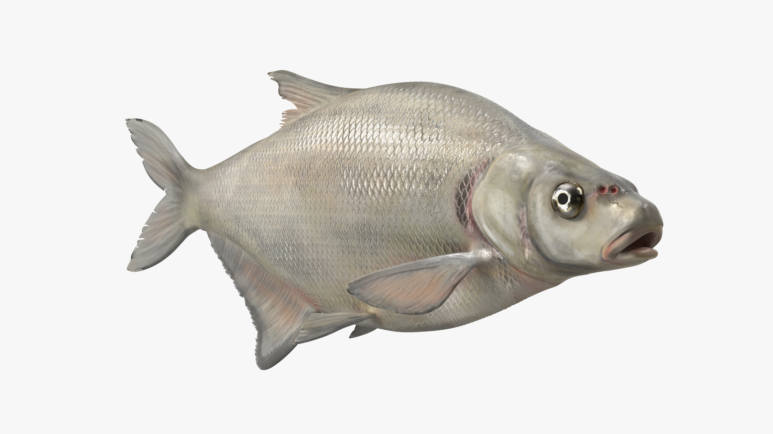 3D Silver Bream Fish Rigged for Cinema 4D model