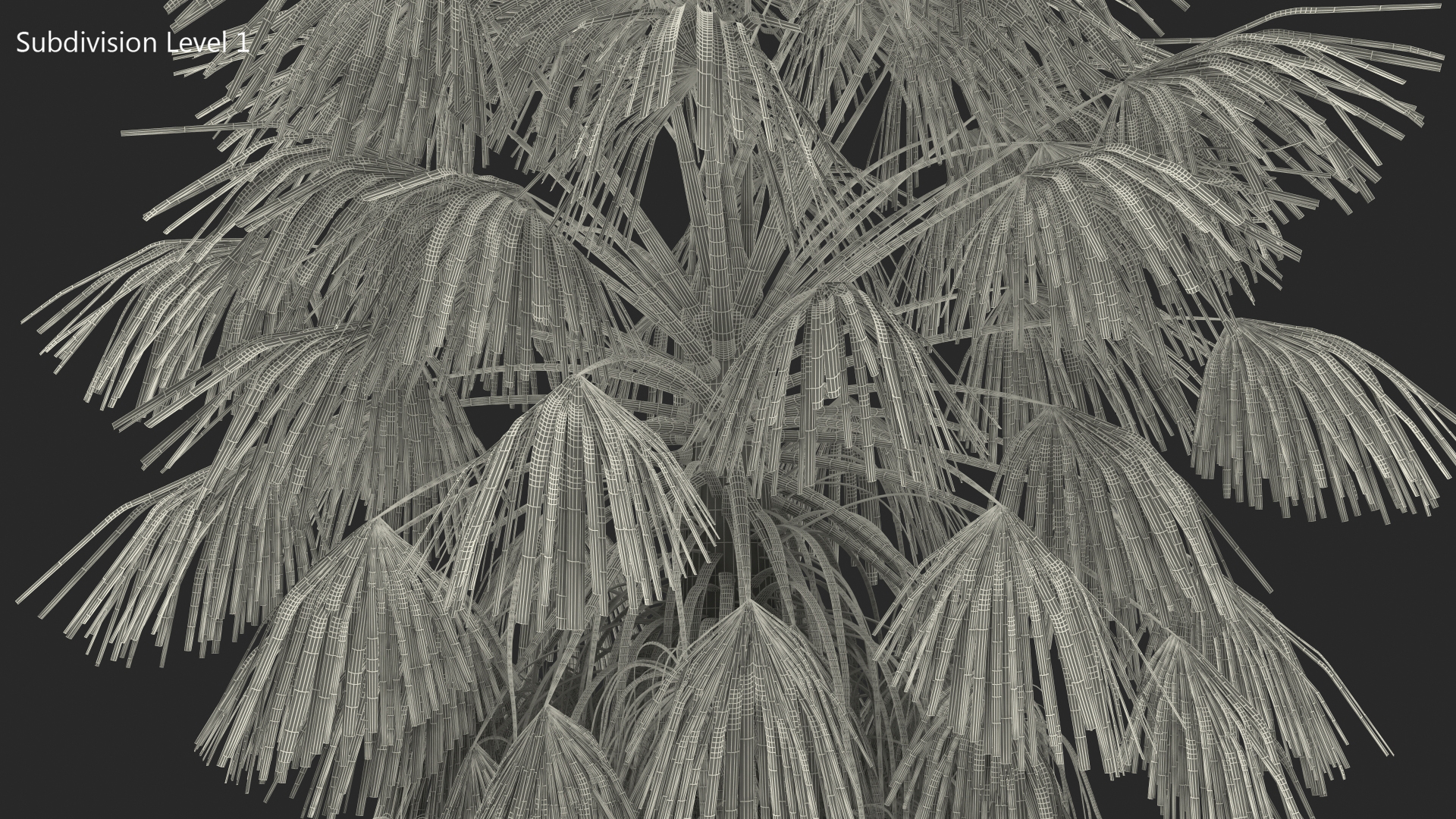 3D model Washingtonia Robusta