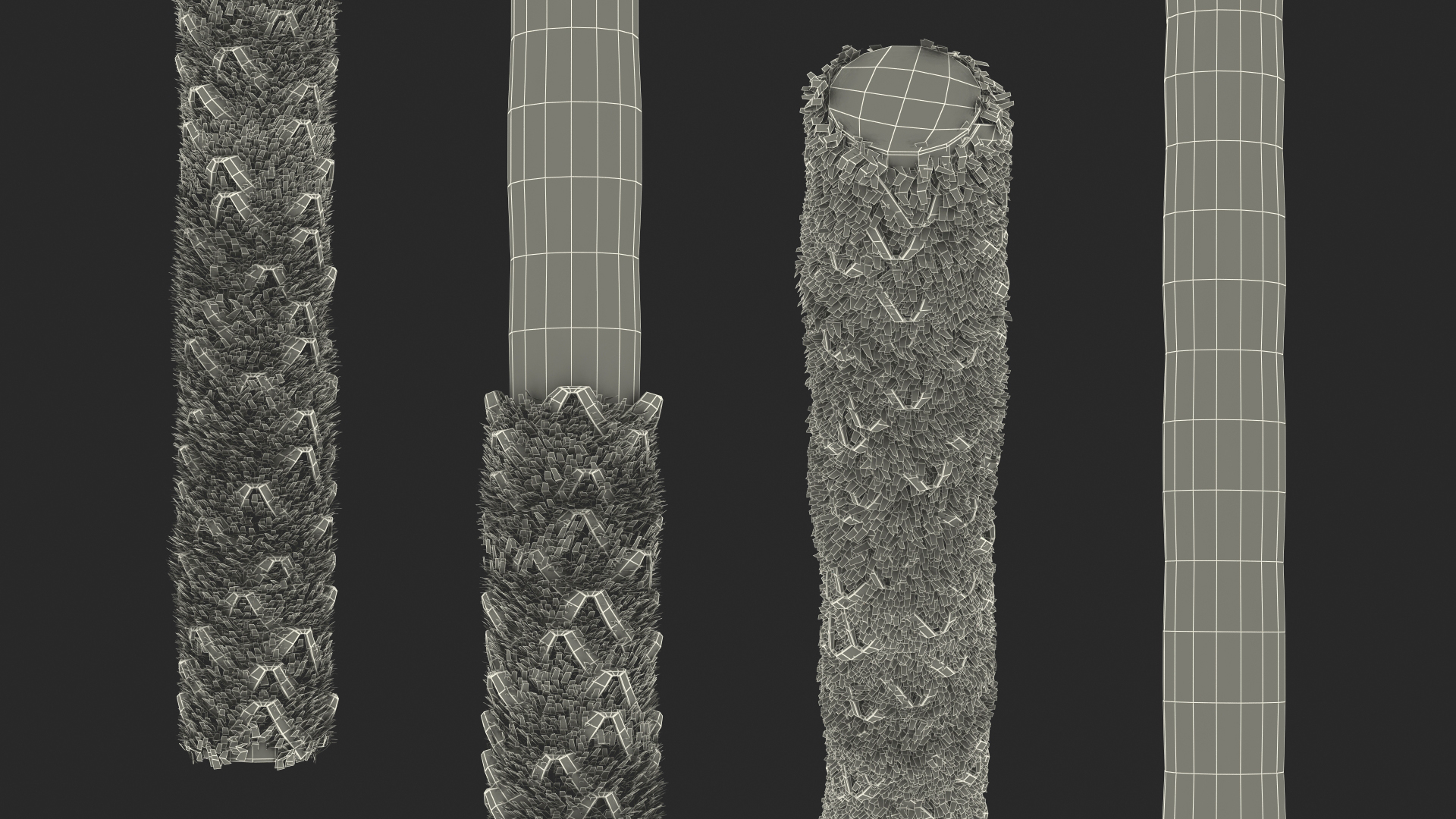 3D model Washingtonia Robusta