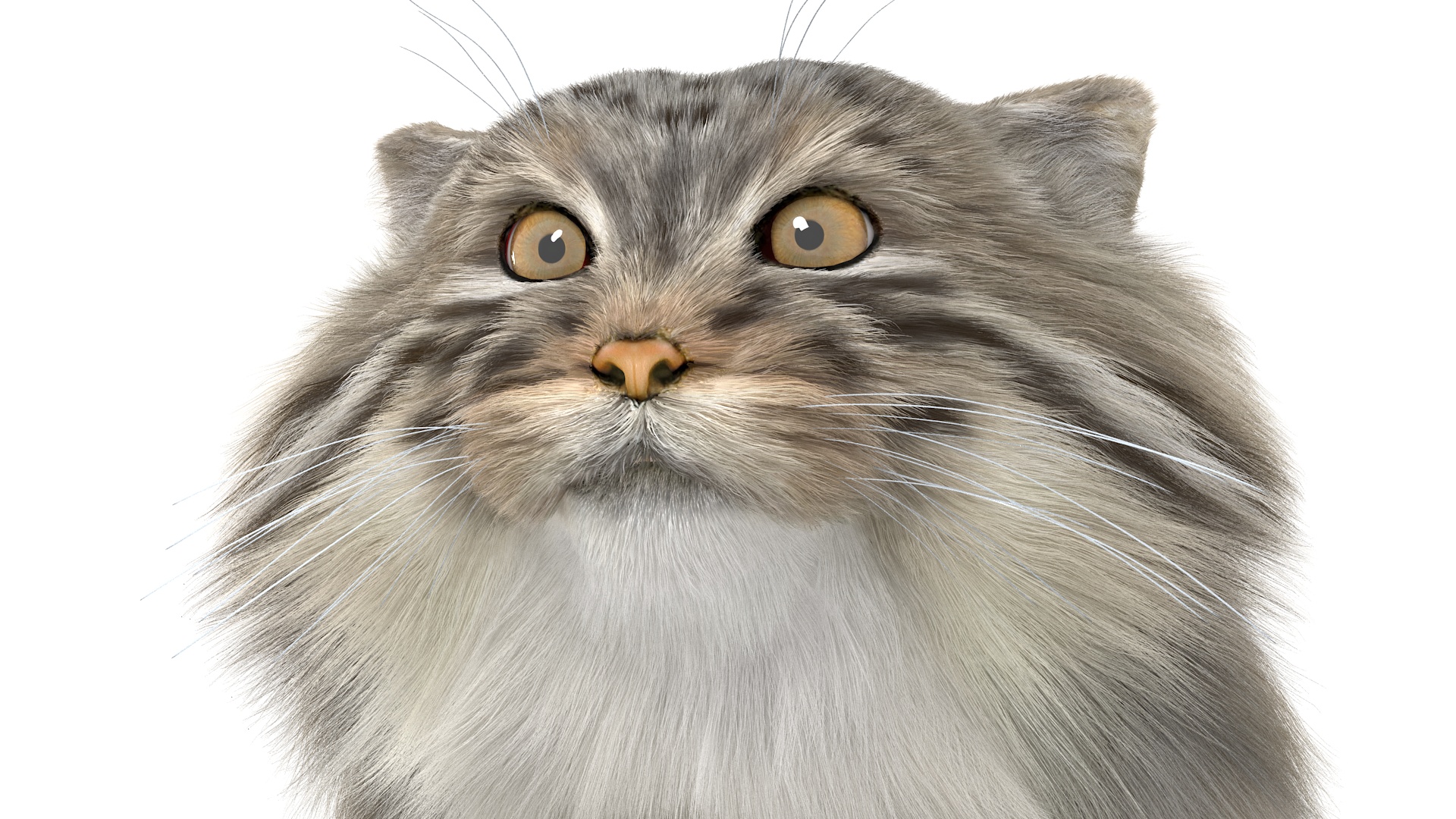Pallas Cat Fur 3D model