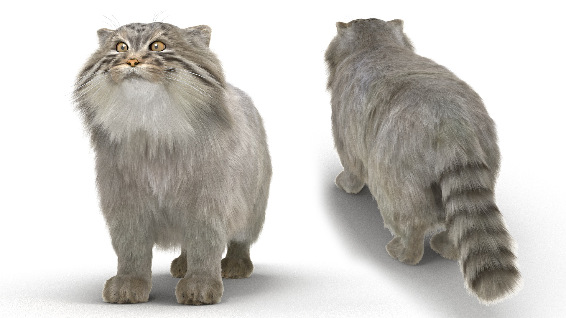 Pallas Cat Fur 3D model