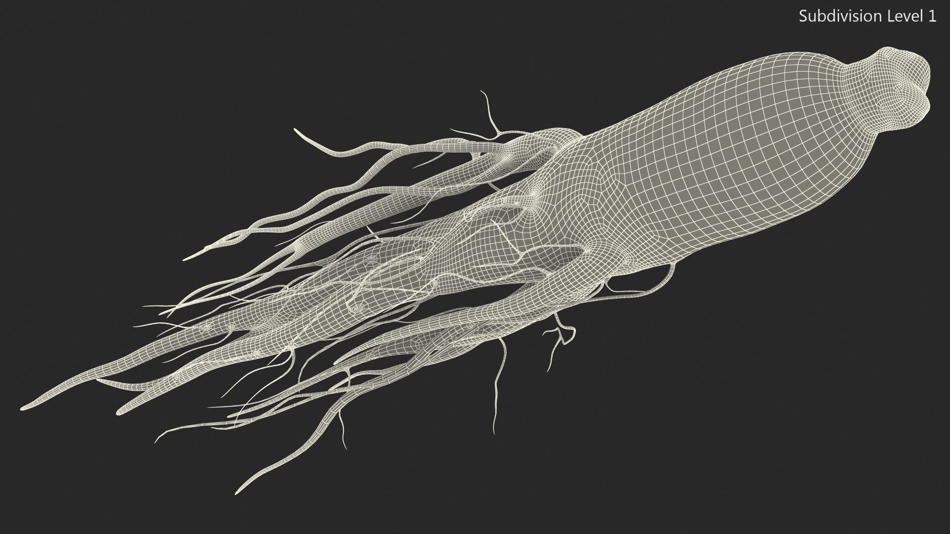 3D Fresh Ginseng Root model