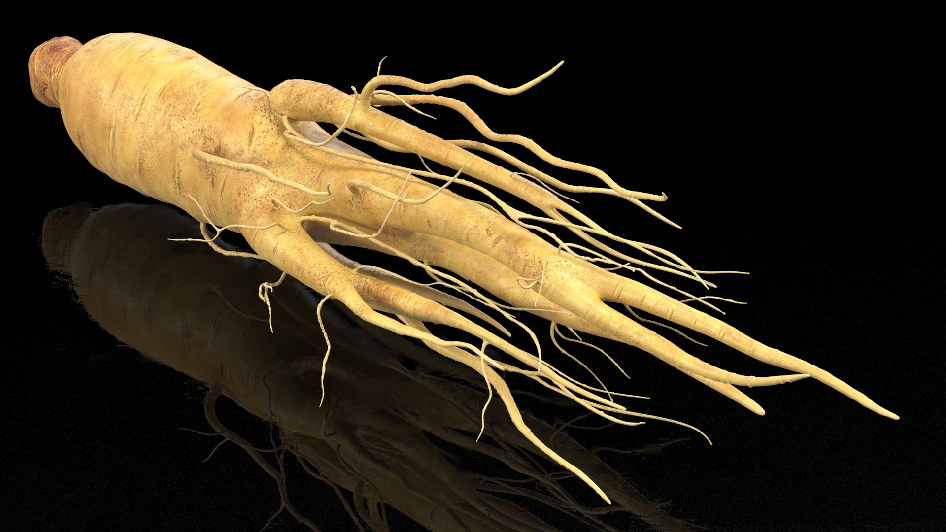 3D Fresh Ginseng Root model