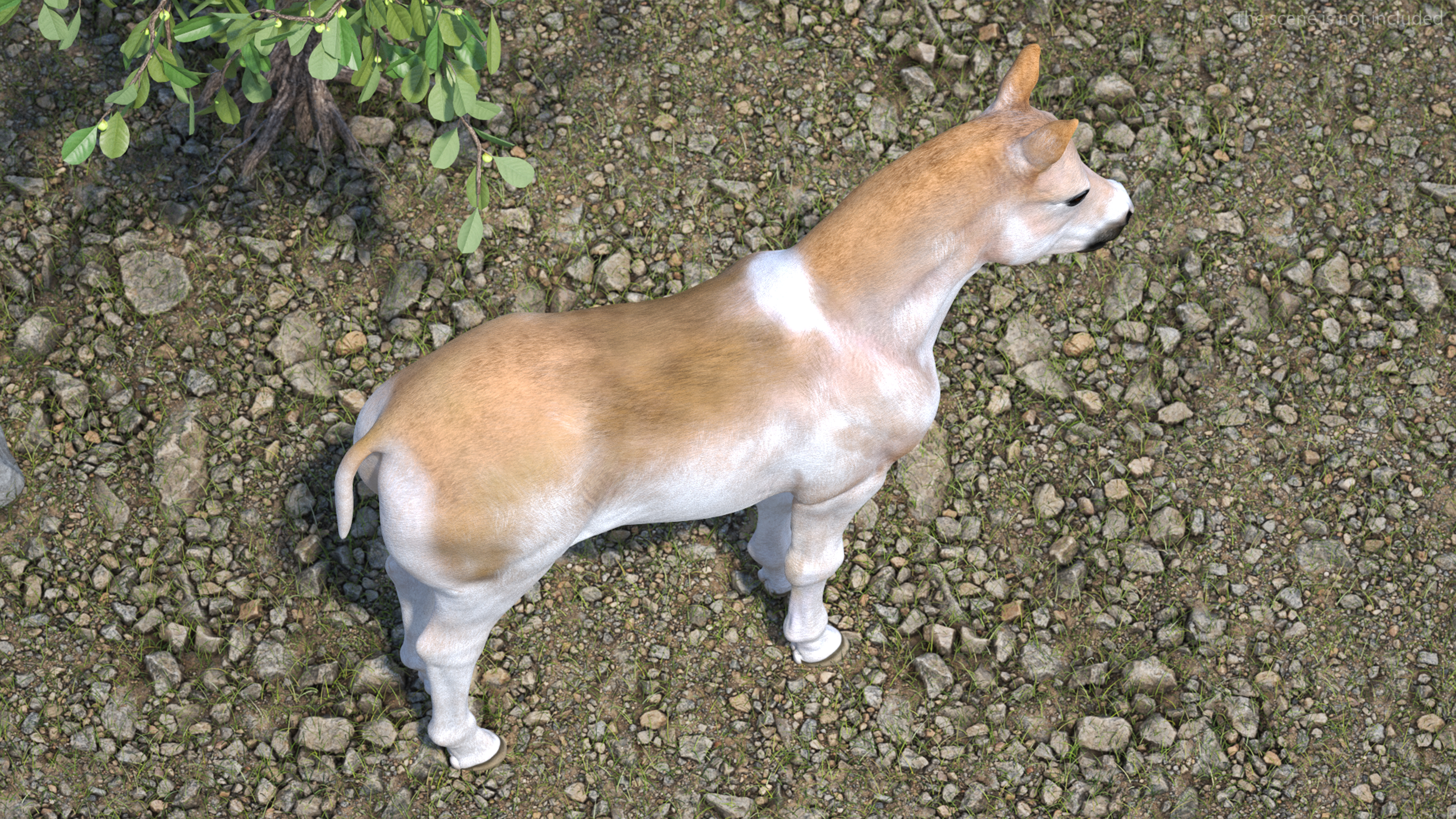 3D Realistic Shetland Pony model