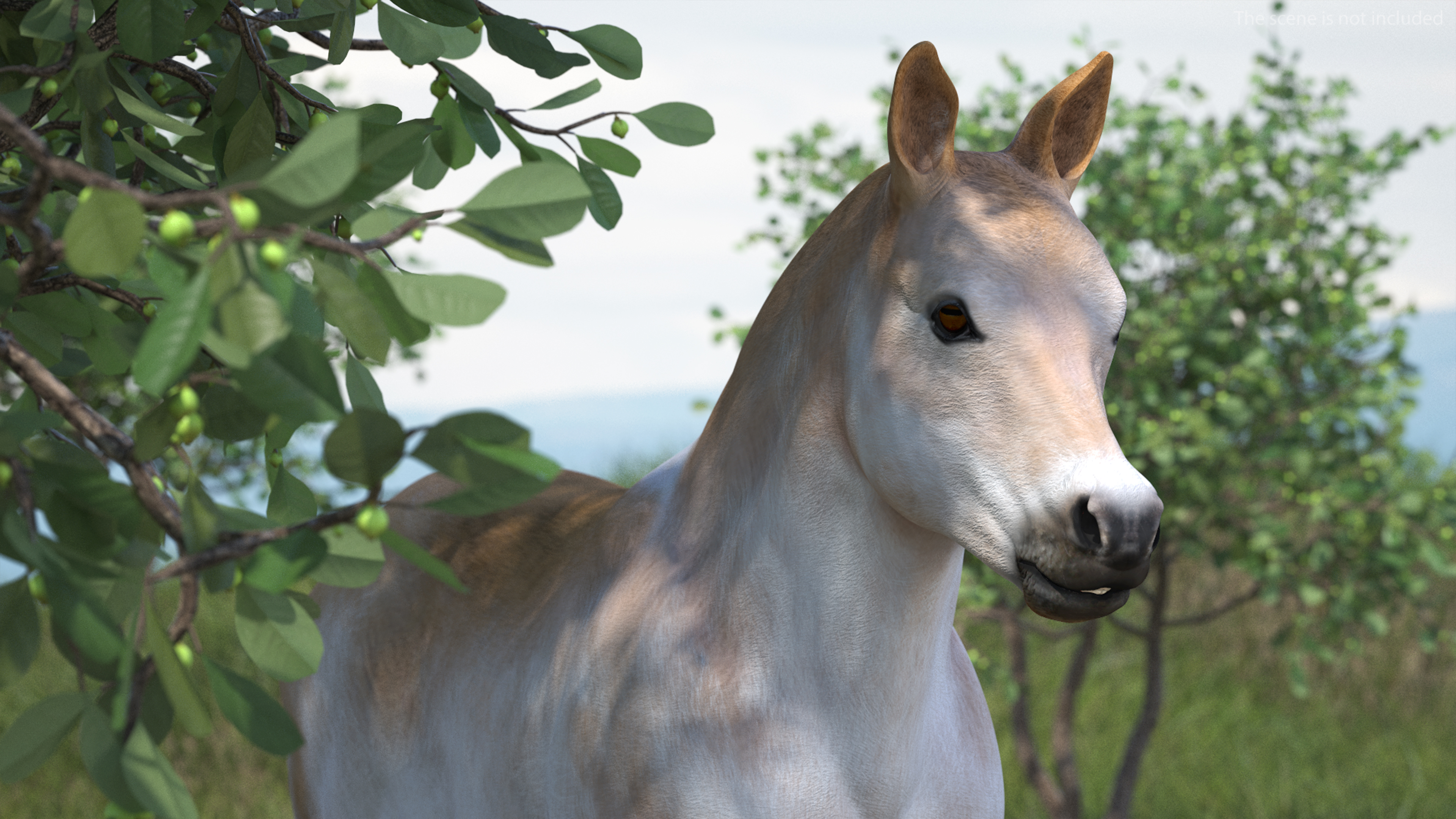 3D Realistic Shetland Pony model