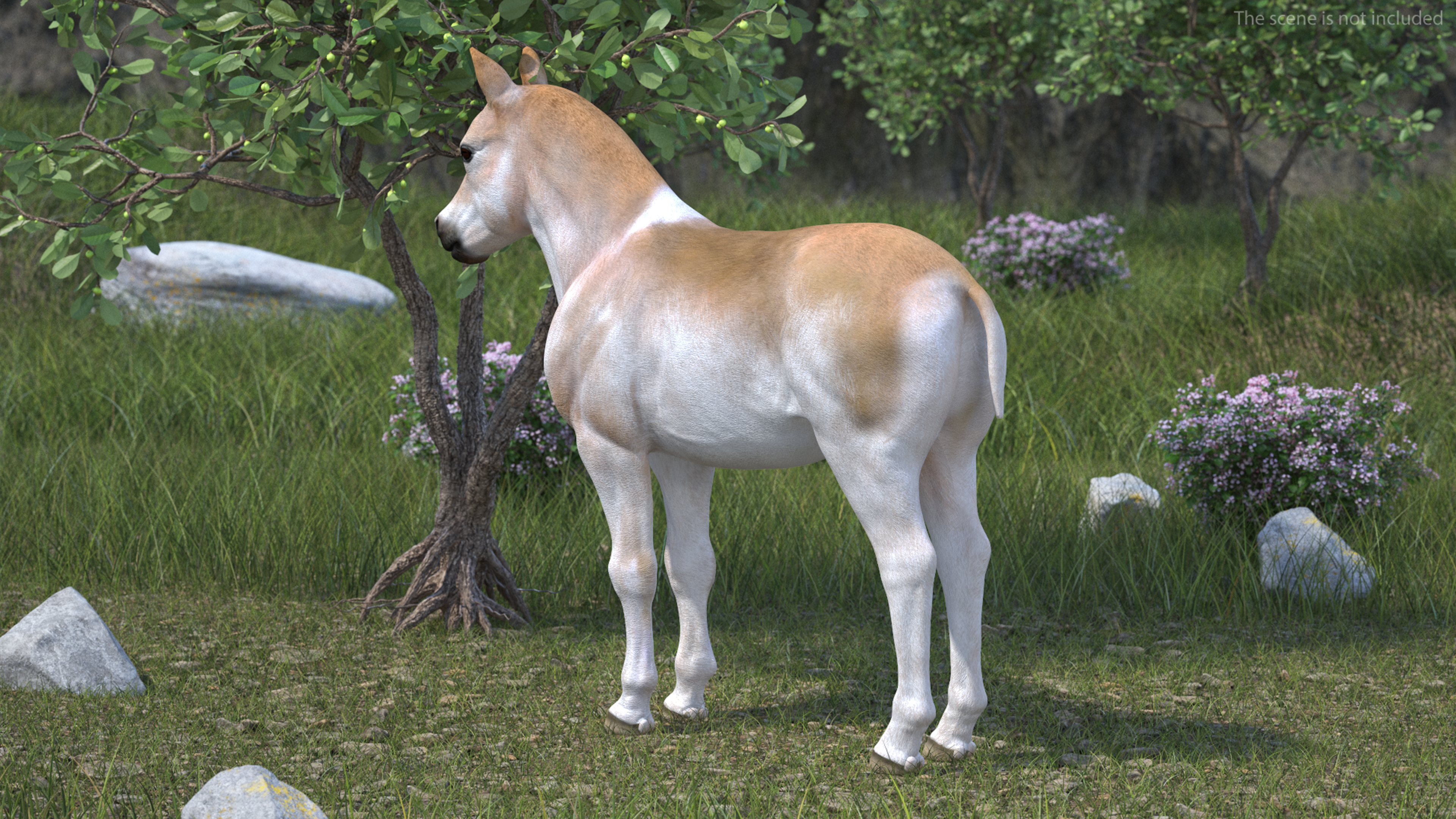 3D Realistic Shetland Pony model